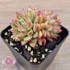 Echeveria-Mebina-x-Hyalina