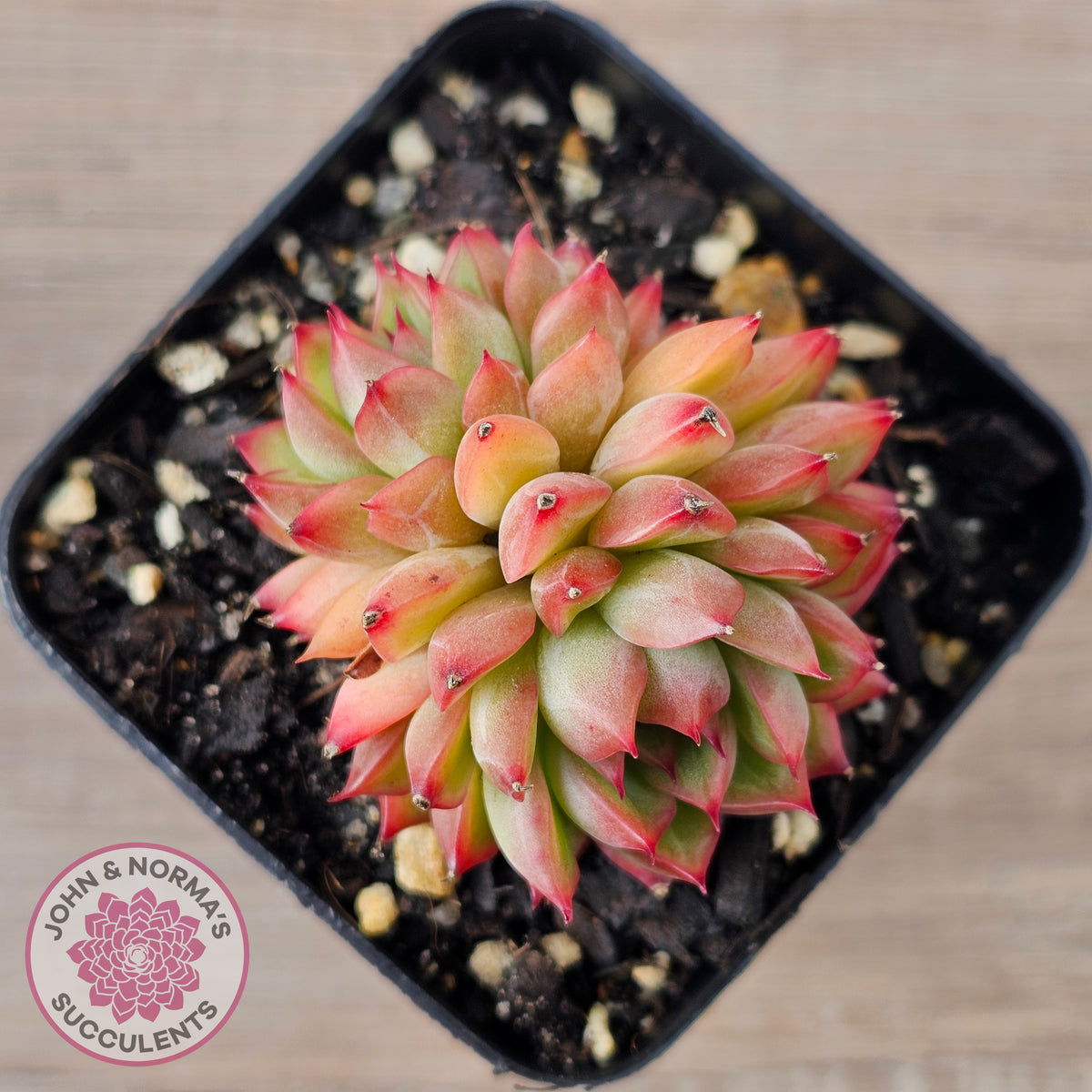 Echeveria-Mebina-x-Hyalina