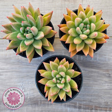 Load image into Gallery viewer, Echeveria 'Meteor'
