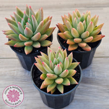 Load image into Gallery viewer, Echeveria 'Meteor'
