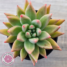 Load image into Gallery viewer, Echeveria 'Meteor'

