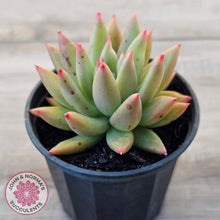 Load image into Gallery viewer, Echeveria 'Meteor'
