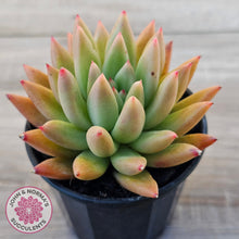Load image into Gallery viewer, Echeveria 'Meteor'
