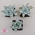 Echeveria 'Mexican Giant'