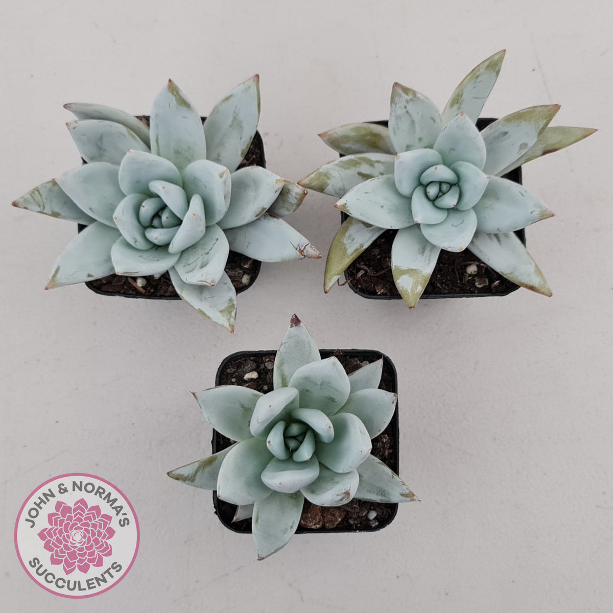 Echeveria 'Mexican Giant'