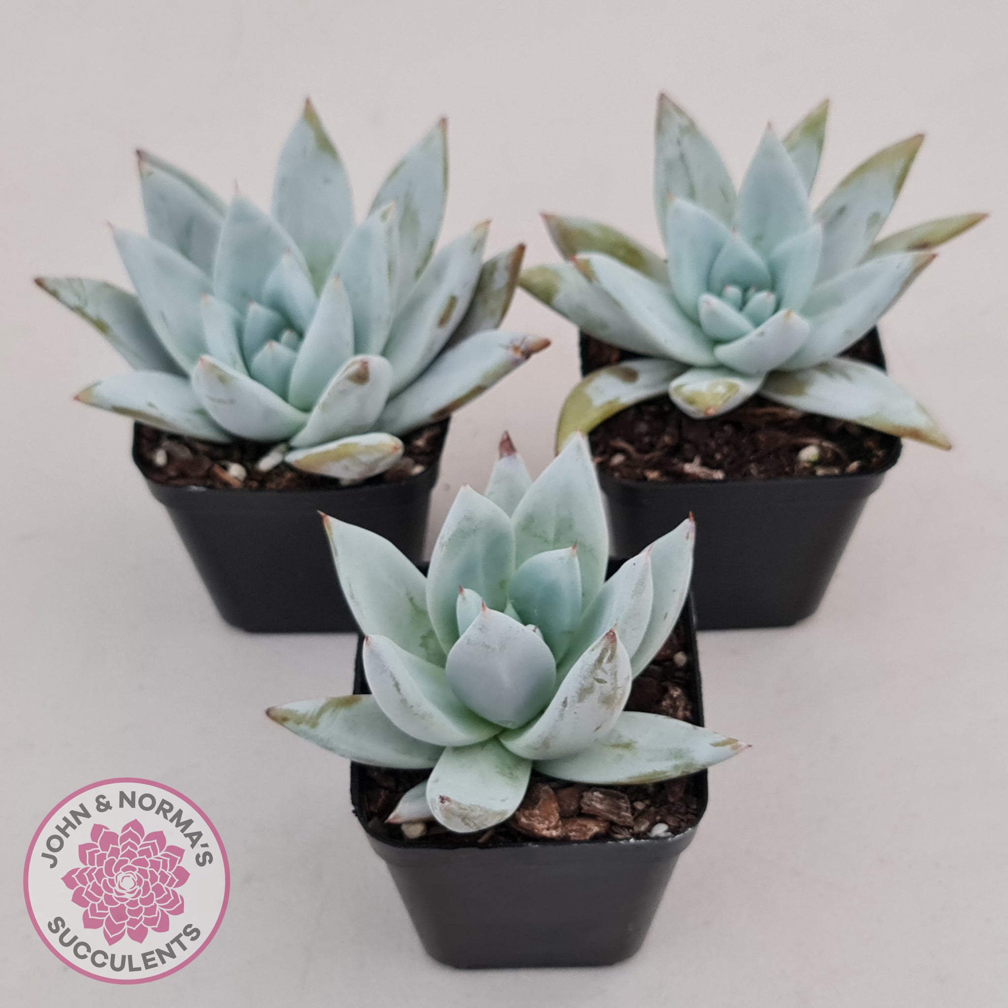 Buy Echeveria 'Mexican Giant' Australia | Quality Succulent Plant