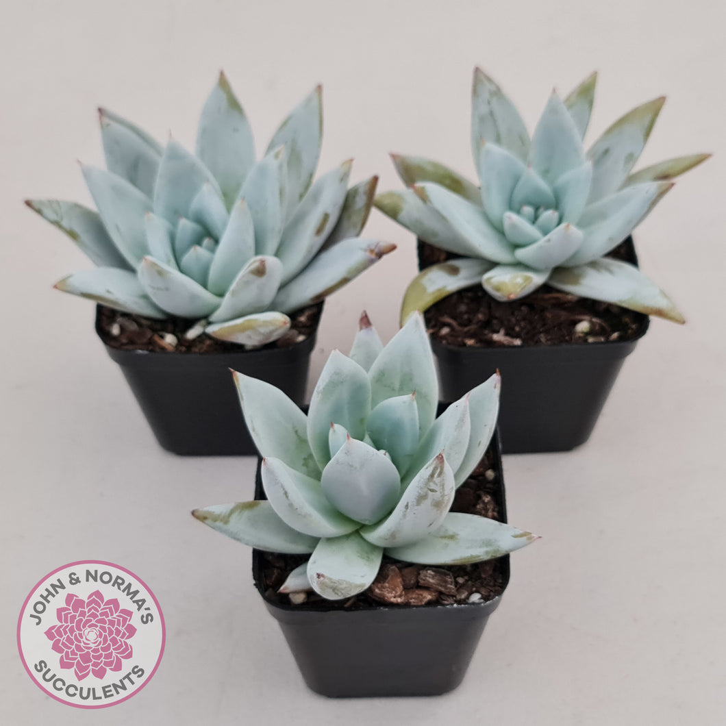 Echeveria 'Mexican Giant'