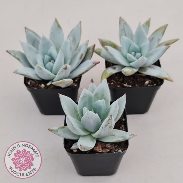mexican giant succulent Buy Echeveria 'Mexican Giant' Australia