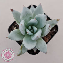 Load image into Gallery viewer, Echeveria &#39;Mexican Giant&#39;
