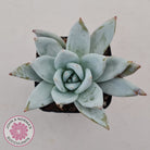 Echeveria 'Mexican Giant'