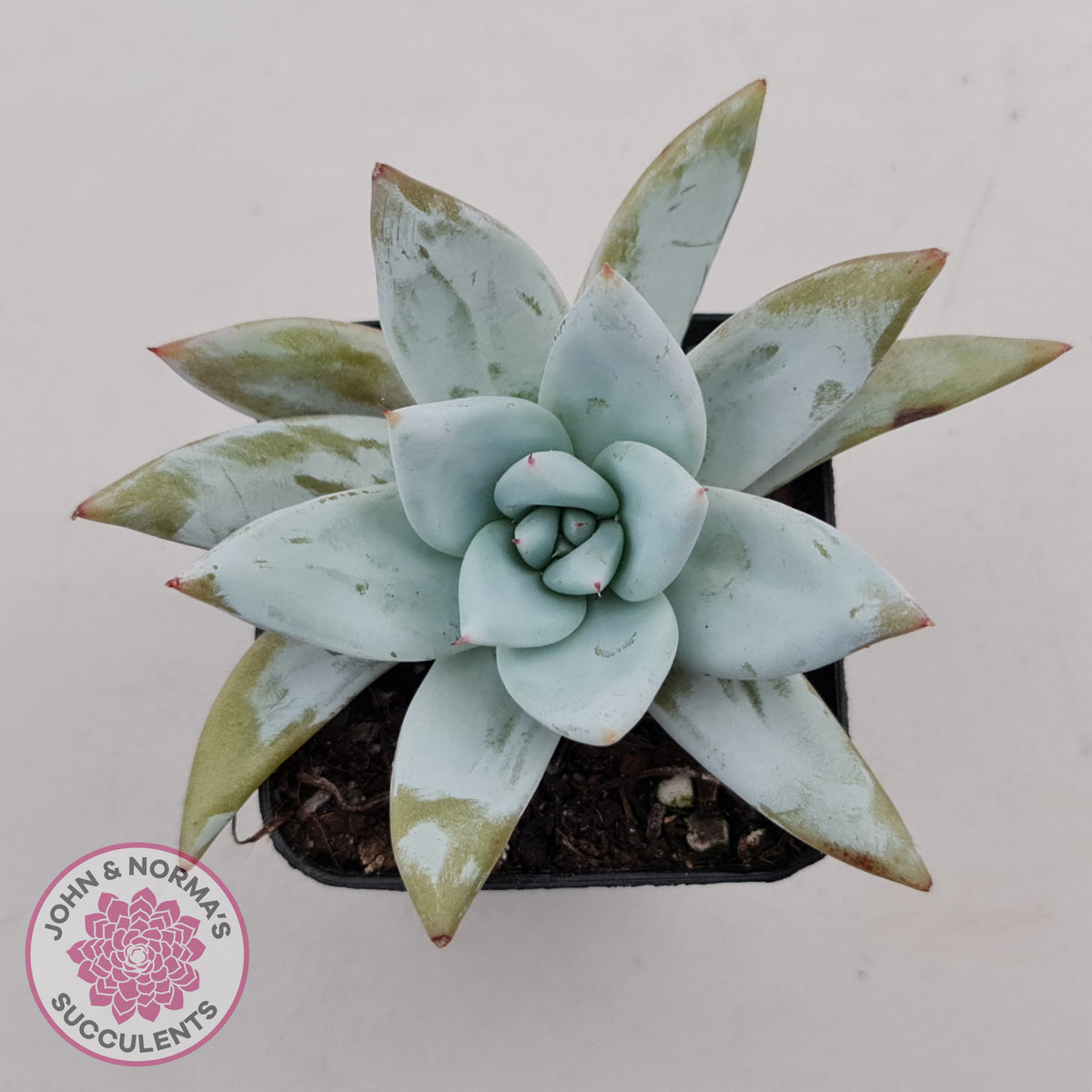 Echeveria 'Mexican Giant'