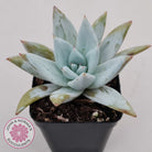 Echeveria 'Mexican Giant'