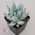 Echeveria 'Mexican Giant'