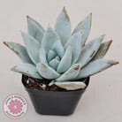 Echeveria 'Mexican Giant'