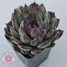 Echeveria 'Midnight'