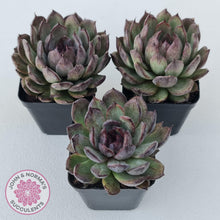 Load image into Gallery viewer, Echeveria &#39;Midnight&#39; - John &amp; Norma&#39;s Succulents Australia
