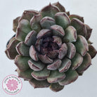 Echeveria 'Midnight'
