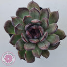 Echeveria 'Midnight'