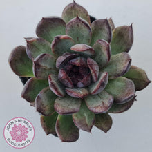 Load image into Gallery viewer, Echeveria &#39;Midnight&#39; - John &amp; Norma&#39;s Succulents Australia
