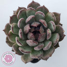Echeveria 'Midnight'