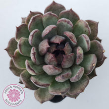 Load image into Gallery viewer, Echeveria &#39;Midnight&#39; - John &amp; Norma&#39;s Succulents Australia
