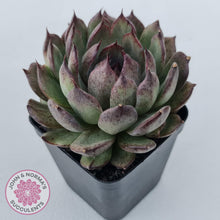 Load image into Gallery viewer, Echeveria &#39;Midnight&#39; - John &amp; Norma&#39;s Succulents Australia
