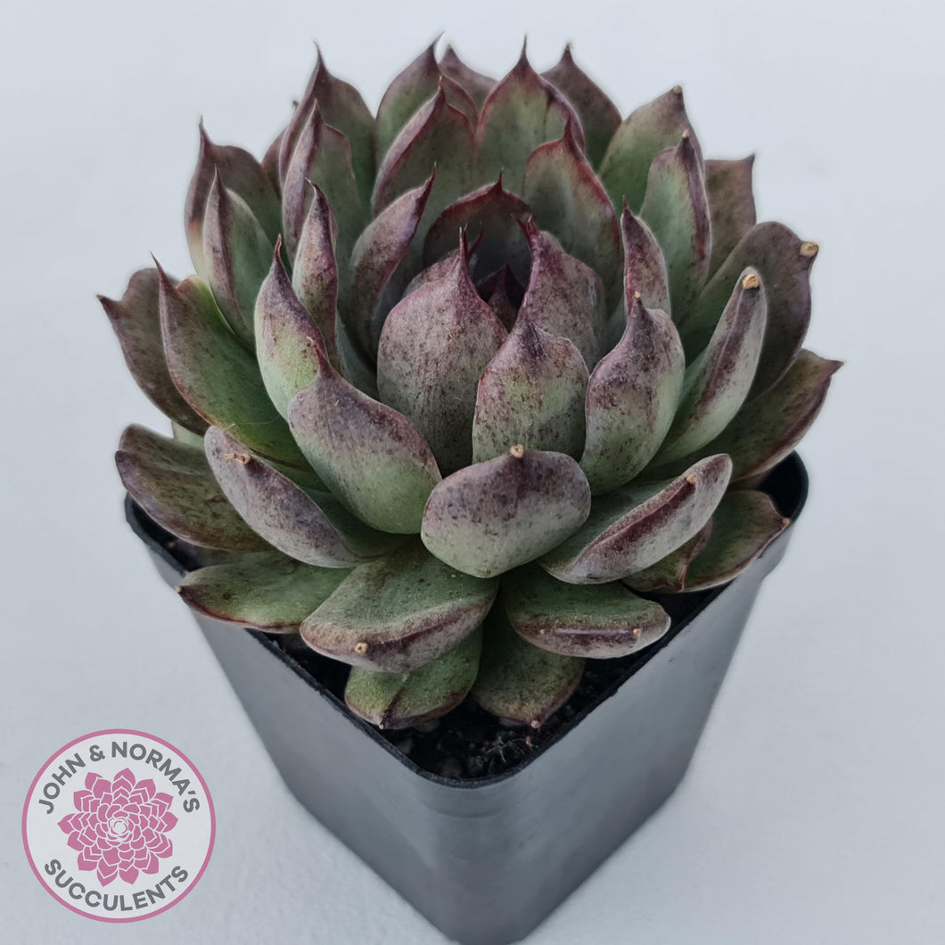 Echeveria 'Midnight' - John & Norma's Succulents Australia