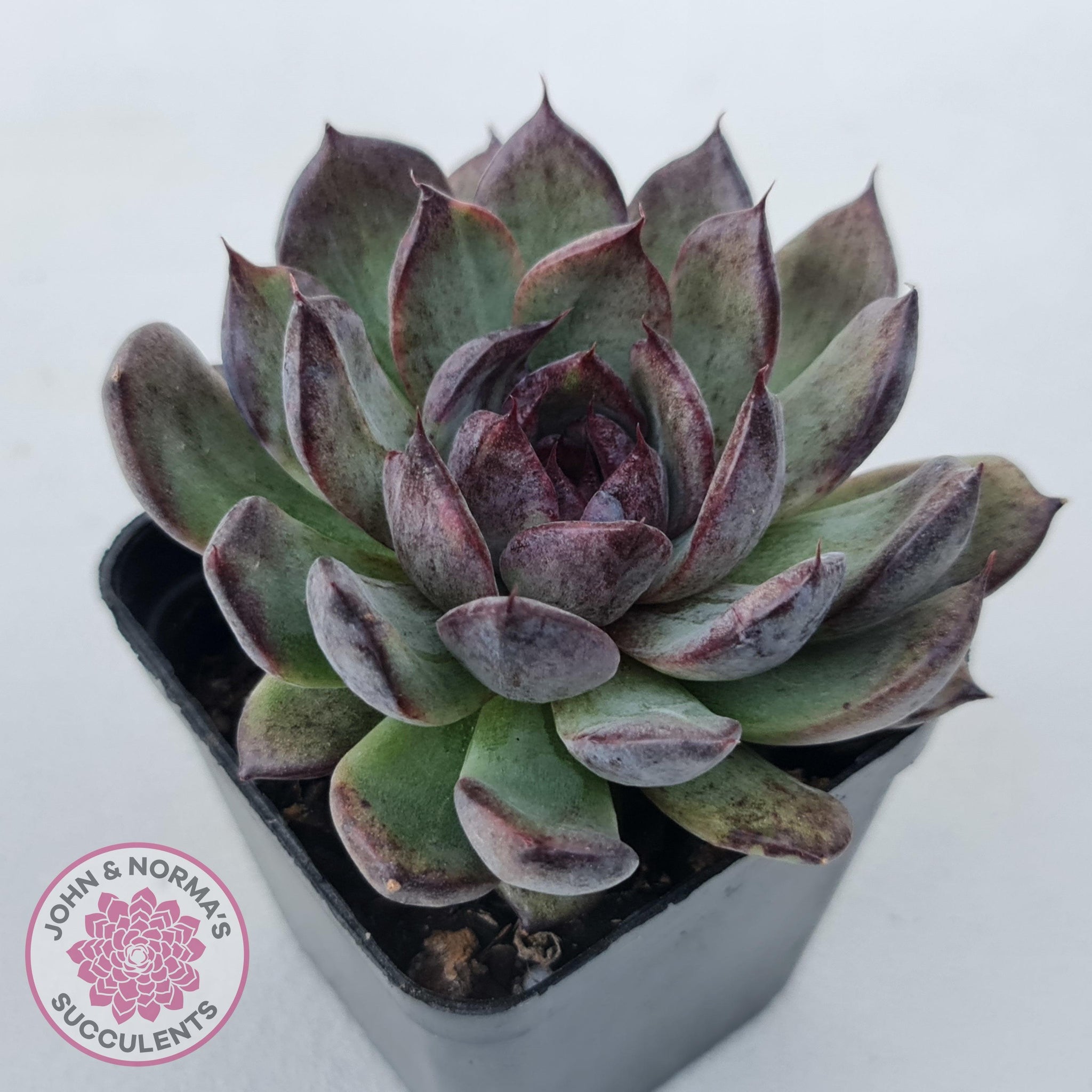 Echeveria 'Midnight' | John & Norma's Succulents – John & Norma's ...