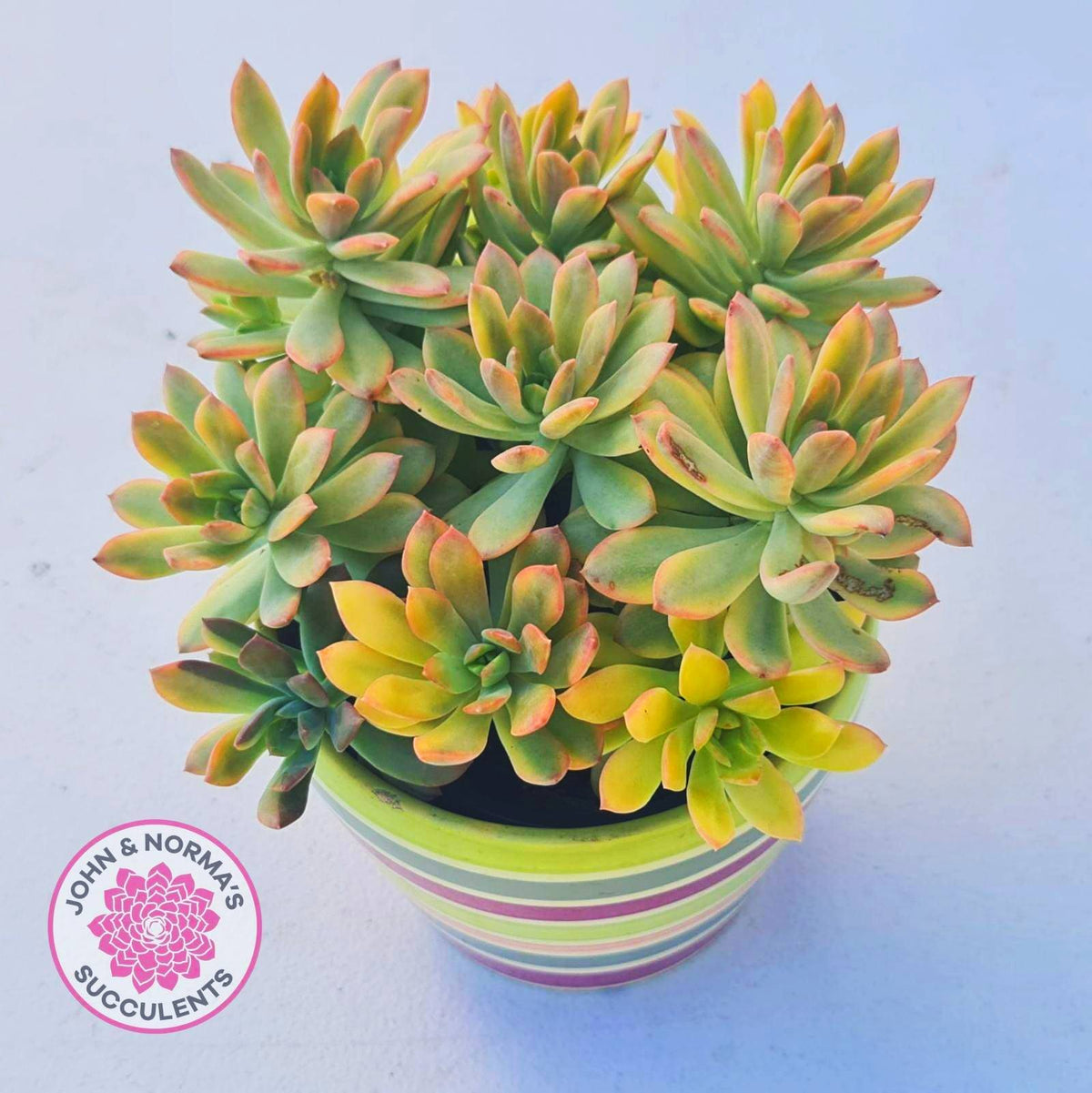 Echeveria Mini Bell Albo Variegata (w pups)