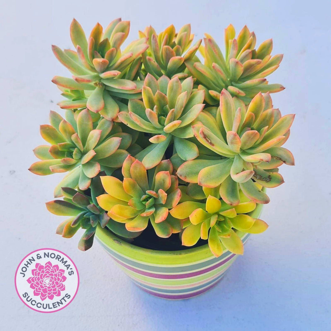 Echeveria Mini Bell Albo Variegata