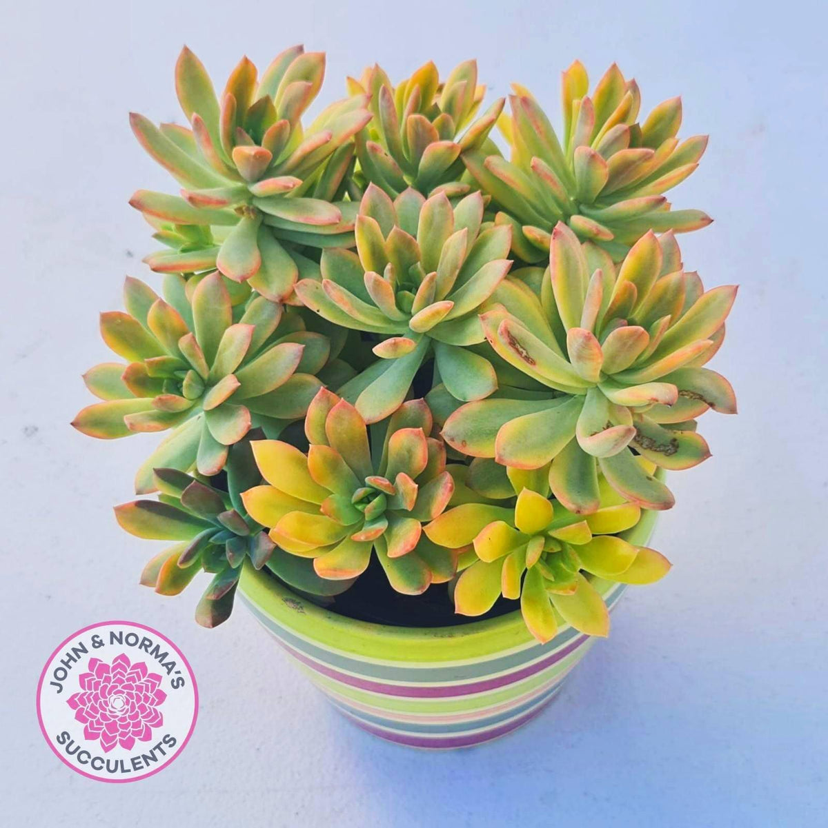 Echeveria Mini Bell Albo Variegata - Cutting x 1