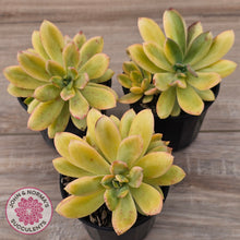 Load image into Gallery viewer, Echeveria Mini Bell Albo Variegata (w pups)
