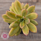 Echeveria Mini Bell Albo Variegata (w pups)