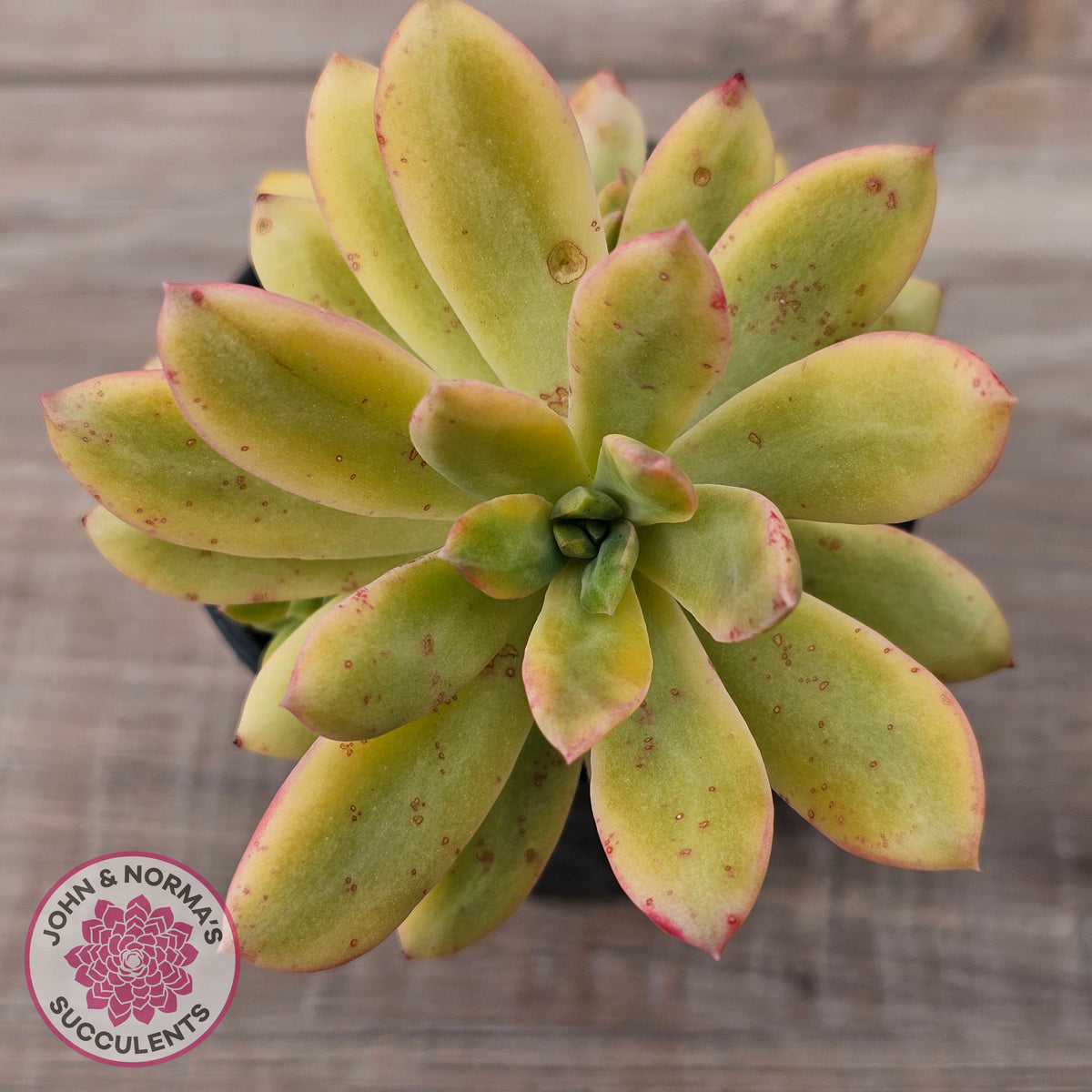 Echeveria Mini Bell Albo Variegata (w pups)