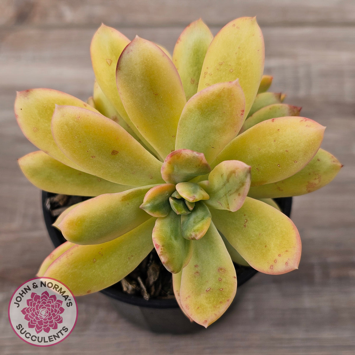 Echeveria Mini Bell Albo Variegata (w pups)