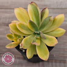 Load image into Gallery viewer, Echeveria Mini Bell Albo Variegata (w pups)
