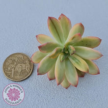 Load image into Gallery viewer, Echeveria Mini Bell Albo Variegata - Cutting x 1 - John &amp; Norma&#39;s Succulents Australia
