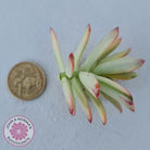 Echeveria Mini Bell Albo Variegata - Cutting x 1