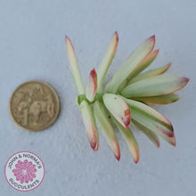 Load image into Gallery viewer, Echeveria Mini Bell Albo Variegata - Cutting x 1 - John &amp; Norma&#39;s Succulents Australia
