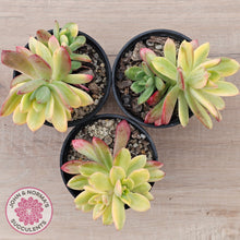 Load image into Gallery viewer, Echeveria Mini Bell Albo Variegata
