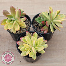 Load image into Gallery viewer, Echeveria Mini Bell Albo Variegata
