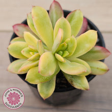 Load image into Gallery viewer, Echeveria Mini Bell Albo Variegata
