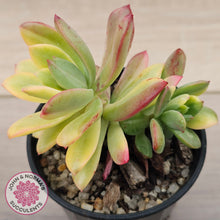 Load image into Gallery viewer, Echeveria Mini Bell Albo Variegata
