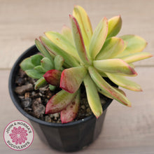 Load image into Gallery viewer, Echeveria Mini Bell Albo Variegata
