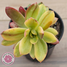 Load image into Gallery viewer, Echeveria Mini Bell Albo Variegata

