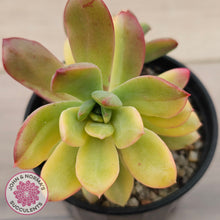 Load image into Gallery viewer, Echeveria Mini Bell Albo Variegata
