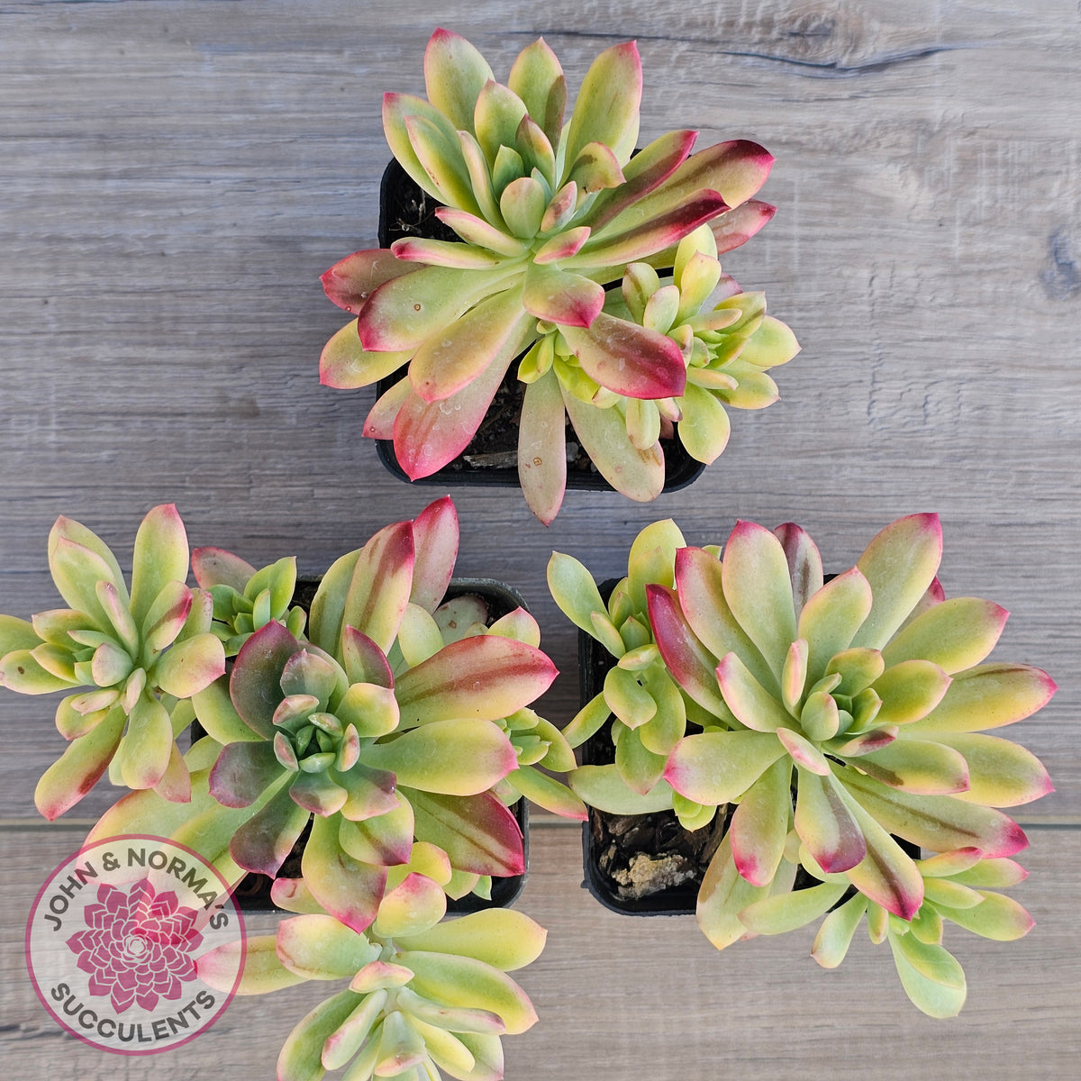 Echeveria Mini Bell Albo Variegata (w pups)
