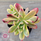 Echeveria Mini Bell Albo Variegata (w pups)