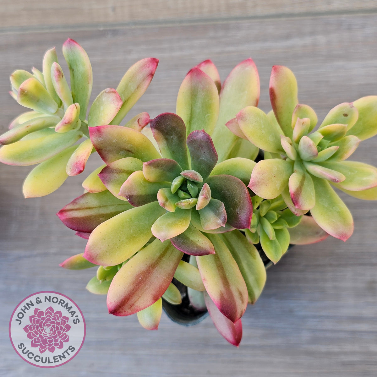 Echeveria Mini Bell Albo Variegata (w pups)