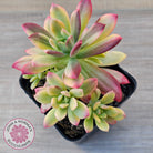 Echeveria Mini Bell Albo Variegata (w pups)